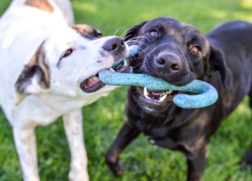 Responsible dog ownership